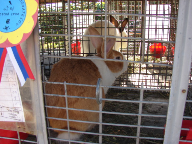 DSC05898.JPG